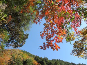 林道の紅葉